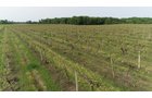 Van Buren County, Michigan farmland - LAND AUCTION - 194+/- ACRES OFFERED IN 5 TRACTS IN VAN BUREN COUNTY, MICHIGAN